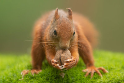 ND5_8181F rode eekhoorn (Sciurus vulgaris, Red squirrel).jpg