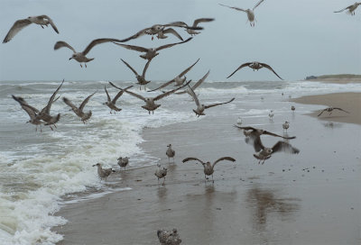 ND5_1900F zilvermeeuw (Larus argentatus, European Herring Gull).jpg