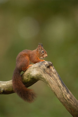 ND5_3973F rode eekhoorn (Sciurus vulgaris, Red squirrel).jpg