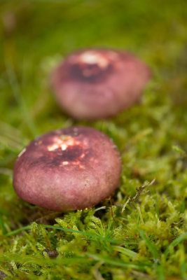 ND5_2367F zwartpurperen russula (Russula atropurpurea, Blackish purple Russula or The purple brittlegill).jpg