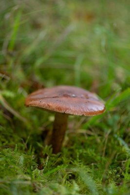 ND5_2614F berkenridderzwam (Tricholoma fulvum, Tricholoma fulvum, Birch knight).jpg