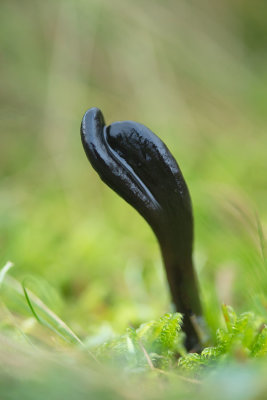 ND5_4951F kleverige aardtong (Geoglossum glutinosum, Viscid black earth tongue or Glutinous earthtongue).jpg