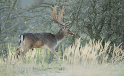 ND5_4928F damhert (Dama dama, Fallow Deer).jpg