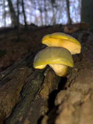 IMG_9667F groene schelpzwam (Sarcomyxa serotina, Late fall oyster).jpg