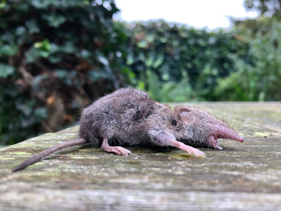 IMG_8615F huisspitsmuis (Crocidura russula, Greater White-toothed Shrew).jpg