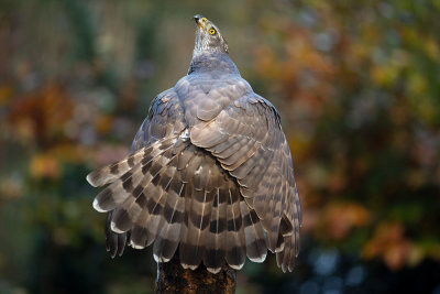 ND5_0812F havik (Accipiter gentilis, Northern goshawk).jpg