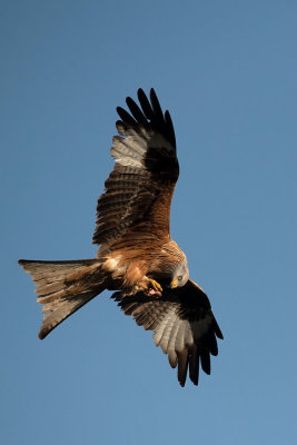 ND5_2889F rode wouw (Milvus milvus, Red Kite).jpg