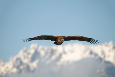 ND5_7488F monniksgier (Aegypius monachus, Cinereous Vulture).jpg