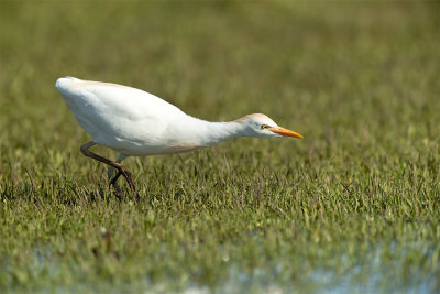 ND5_8325F koereiger (Ardeola ibis, Cattle Egret).jpg
