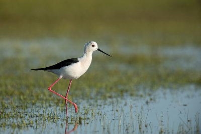 ND5_8874F steltkluut (Himantopus himantopus, Black-winged Stilt).jpg