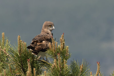 ND5_3582F slangenarend (Circaetus gallicus, Short-toed snake eagle).jpg