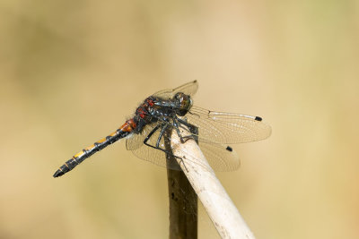ND5_2649F gevlekte witsnuitlibel (Leucorrhinia pectoralis, Large white-faced darter or Yellow-spotted whiteface).jpg