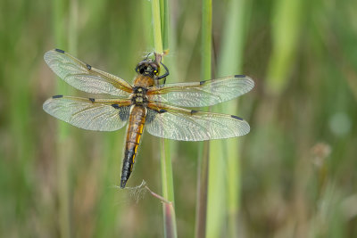 ND5_2582F viervlek (Libellula quadrimaculata, Four spotted chaser).jpg