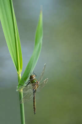 ND5_2048F smaragdlibel (Cordulia aenea, Downy Emerald).jpg