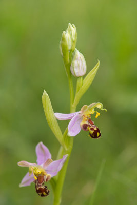 ND5_3142F bijenorchis (Ophrys apifera, Bee orchid).jpg