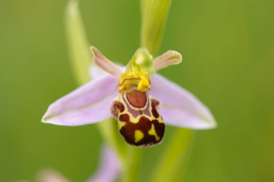 ND5_3259F bijenorchis (Ophrys apifera, Bee orchid).jpg