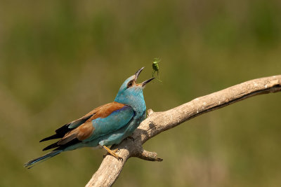 ND5_5360F scharrelaar (Coracias garrulus, European roller).jpg