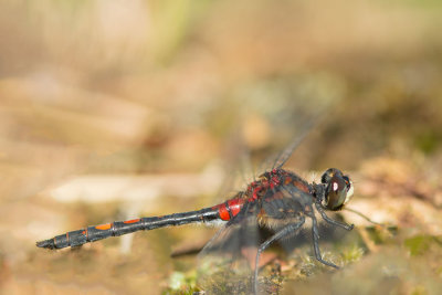 ND5_0095F venwitsnuitlibel mn. (Leucorrhinia dubia, white-faced darter or small whiteface).jpg