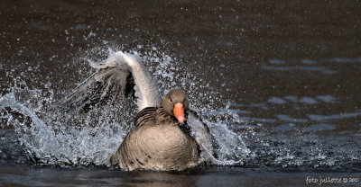 grauwe gans (Anser anser)
