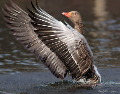 grauwe gans (Anser anser)