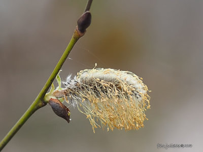 Wilgenkatje (Salix); pussy-willow