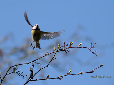 
pimpelmees (Cyanistes caeruleus)
