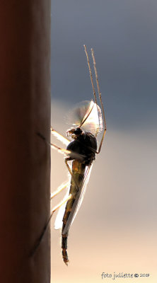 
dans- of vedermug (Chironomidae sp.)
