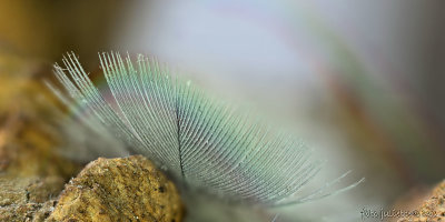 Veertje; feather
</div
