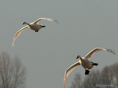 knobbelzwaan (Cygnus olor)
