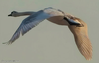 knobbelzwaan (Cygnus olor)