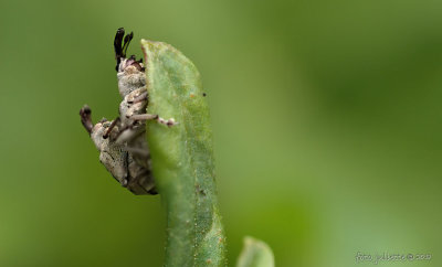 snuitkevertjes (Curculionidae spec.)
(2 mm in size )