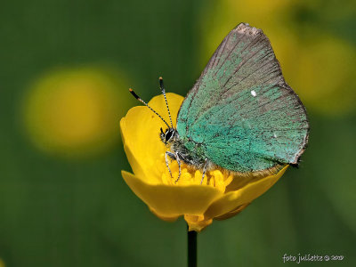 
groentje (Callophrys rubi) 
