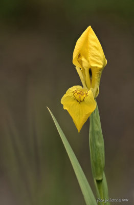 
gele lis (Iris pseudacorus)
