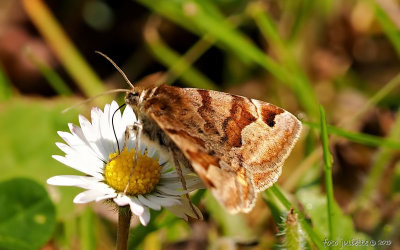 
bruine daguil (Euclidia glyphica)
