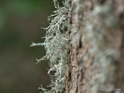 
melig takmos (Ramalina farinacea)
