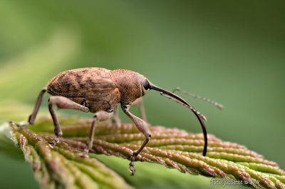 eikelboorder (Curculio glandium)