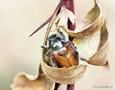 Johanneskever (Phyllopertha horticola)