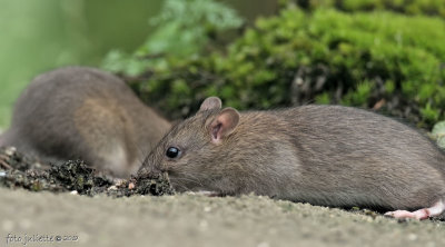 muisjes_mice