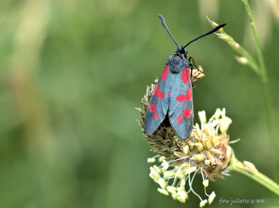 
sint-jansvlinder of bloeddropje (Zygaena filipendulae)
