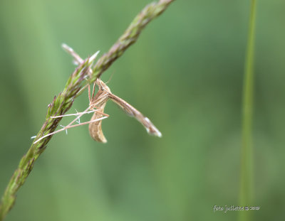 
vedermot (Pterophoridae sp.)
