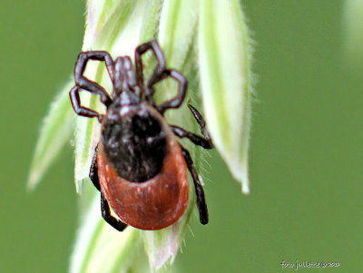teek (Ixodida sp.)