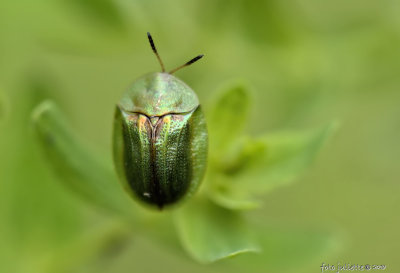 childpadkever of distelkever ( (Cassida rubiginosa)