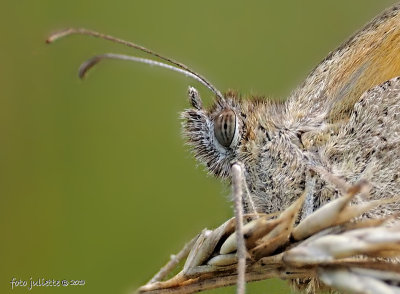 
bruin zandoogje (Maniola jurtina) 
