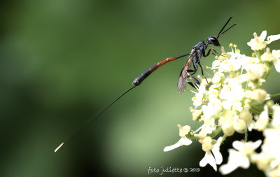 
Hongerwesp (Gasteruptiidae sp.)
Deutsch :Schmalbauchwespe 
