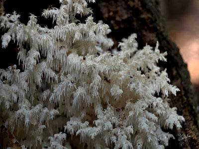 
Kammetjesstekelzwam (Hericium coralloides)
