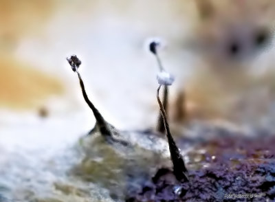 slijmzwam_slimemold