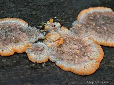 
Oranje aderzwam (Phlebia radiata)
