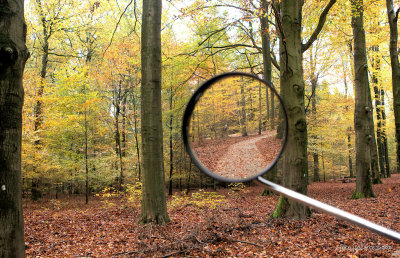 herfst vanuit mijn scootmobiel