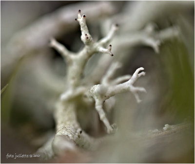 
Open rendiermos (Cladonia portentosa) 
