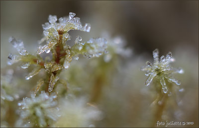 
bevroren mos---frozen moss
